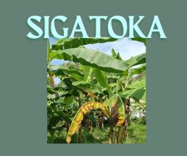 SIGATOKA